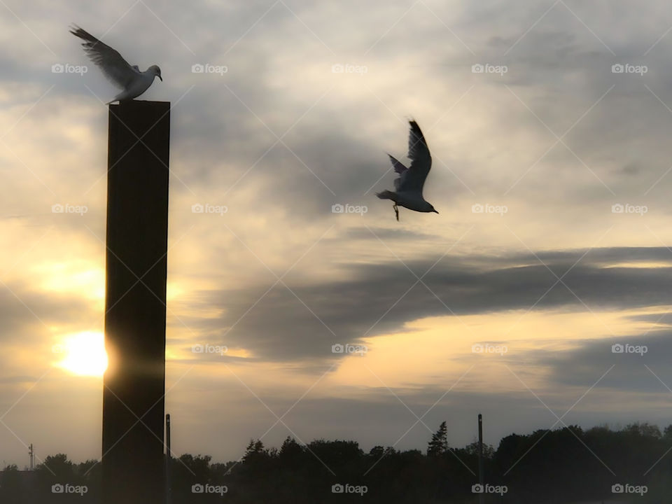 Sunset view over the port and seagulls