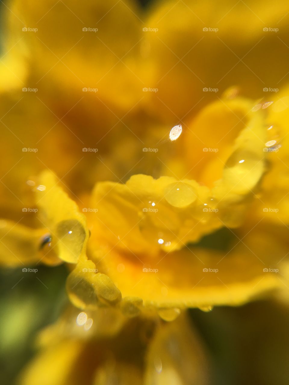 Dew on primrose