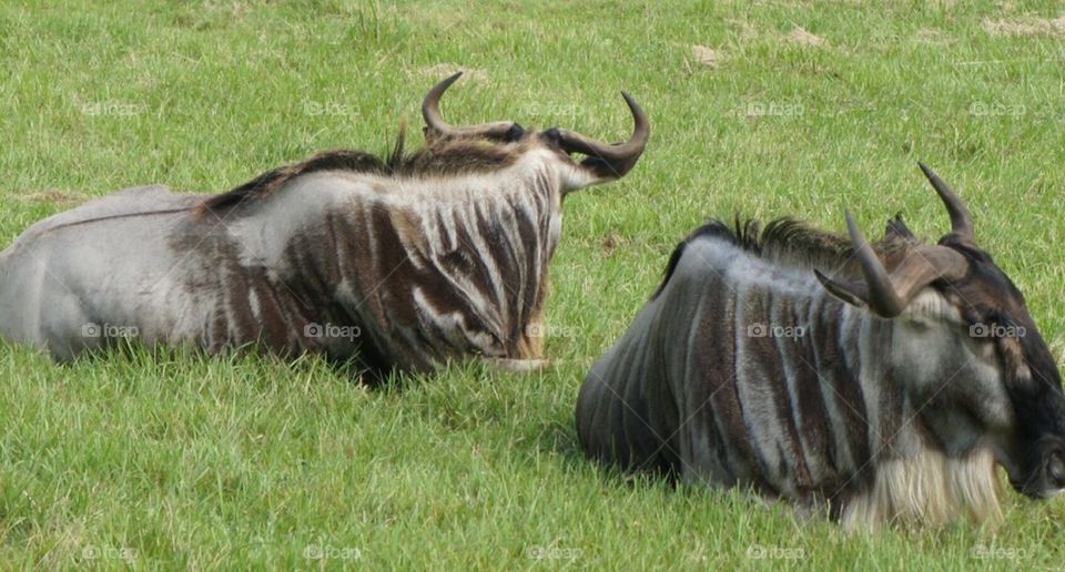 Wildebeest pair