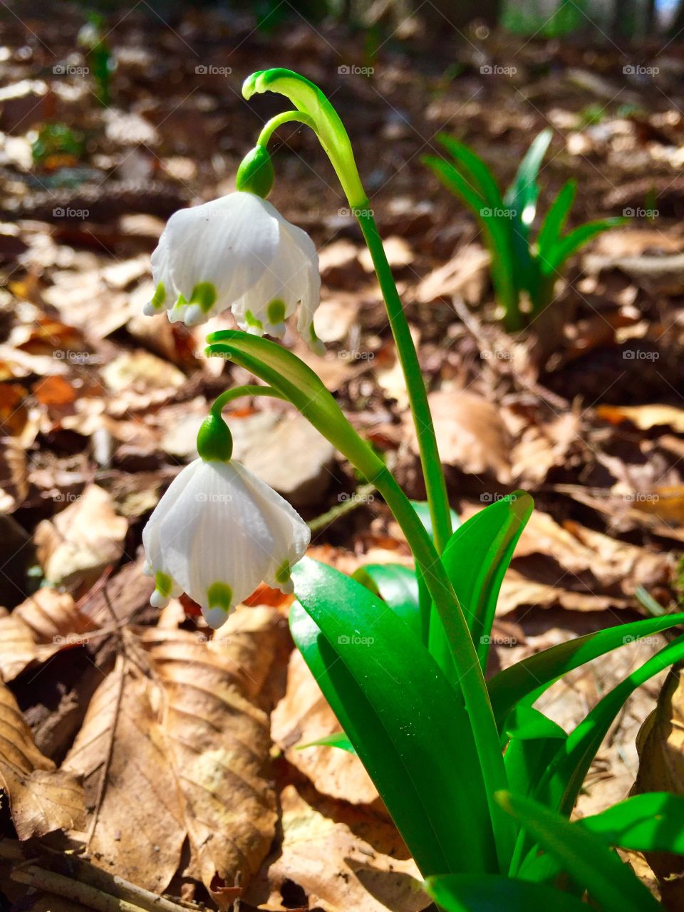 Snowdrops blooming in forest