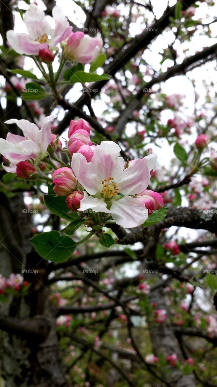 fruit tree blossoms