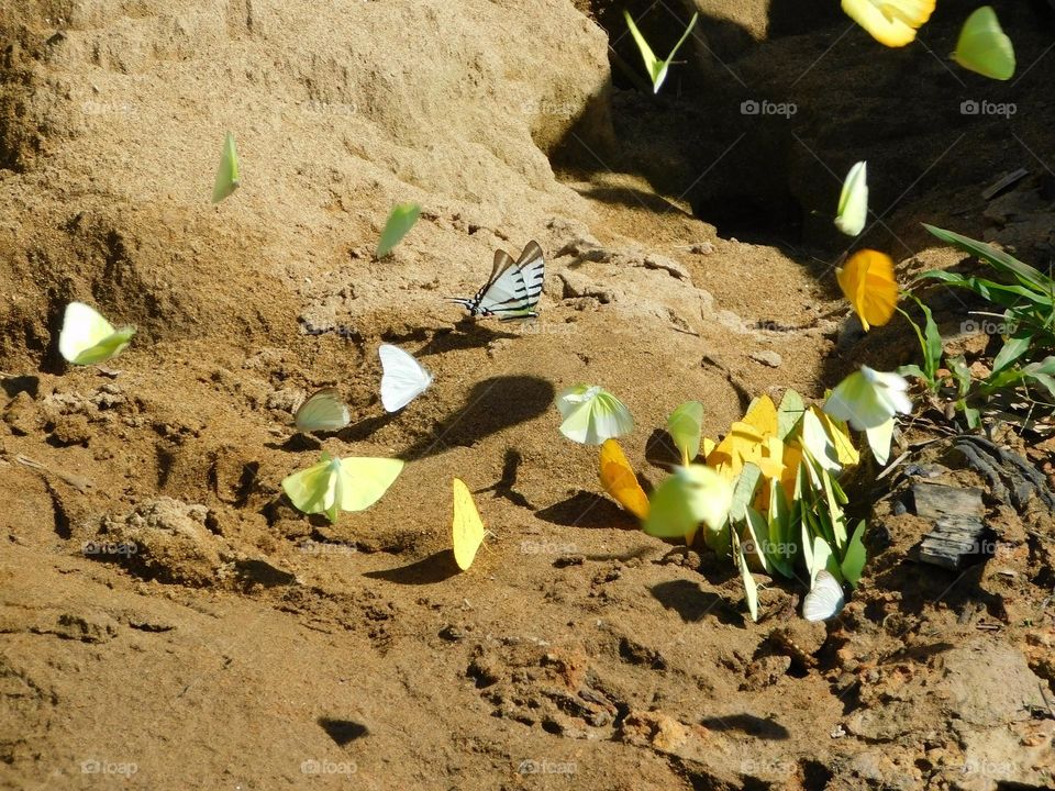 Hermosas Mariposas en la playa de un río de la Amazonia Peruana