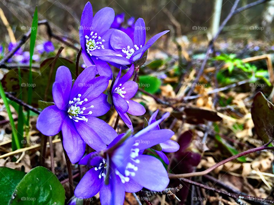 Close-up of spring flower