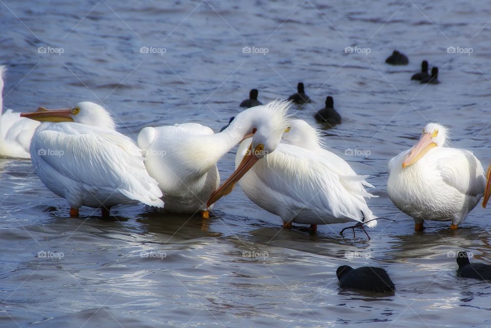 Pelicans 
