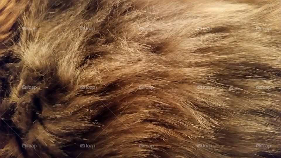 Detail of cat fur. Note, this is a texture shot. This is not a photo of an entire cat.