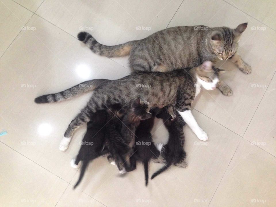 Lovely cat family