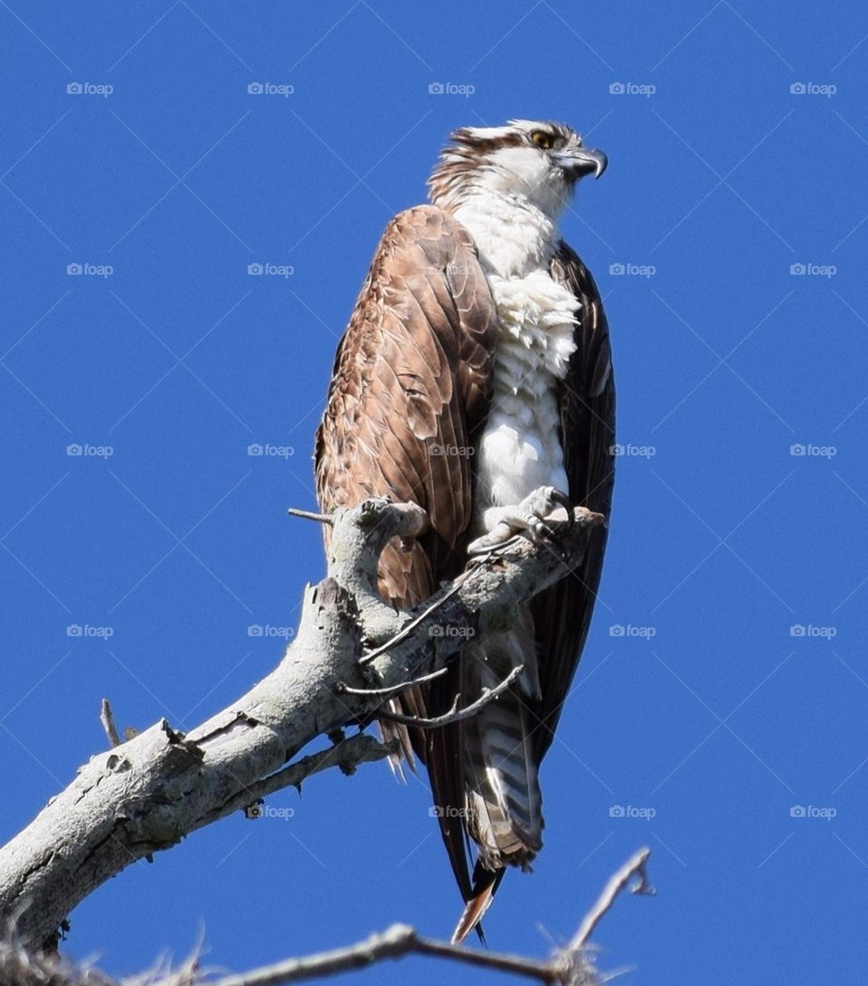 Osprey looking for breakfast