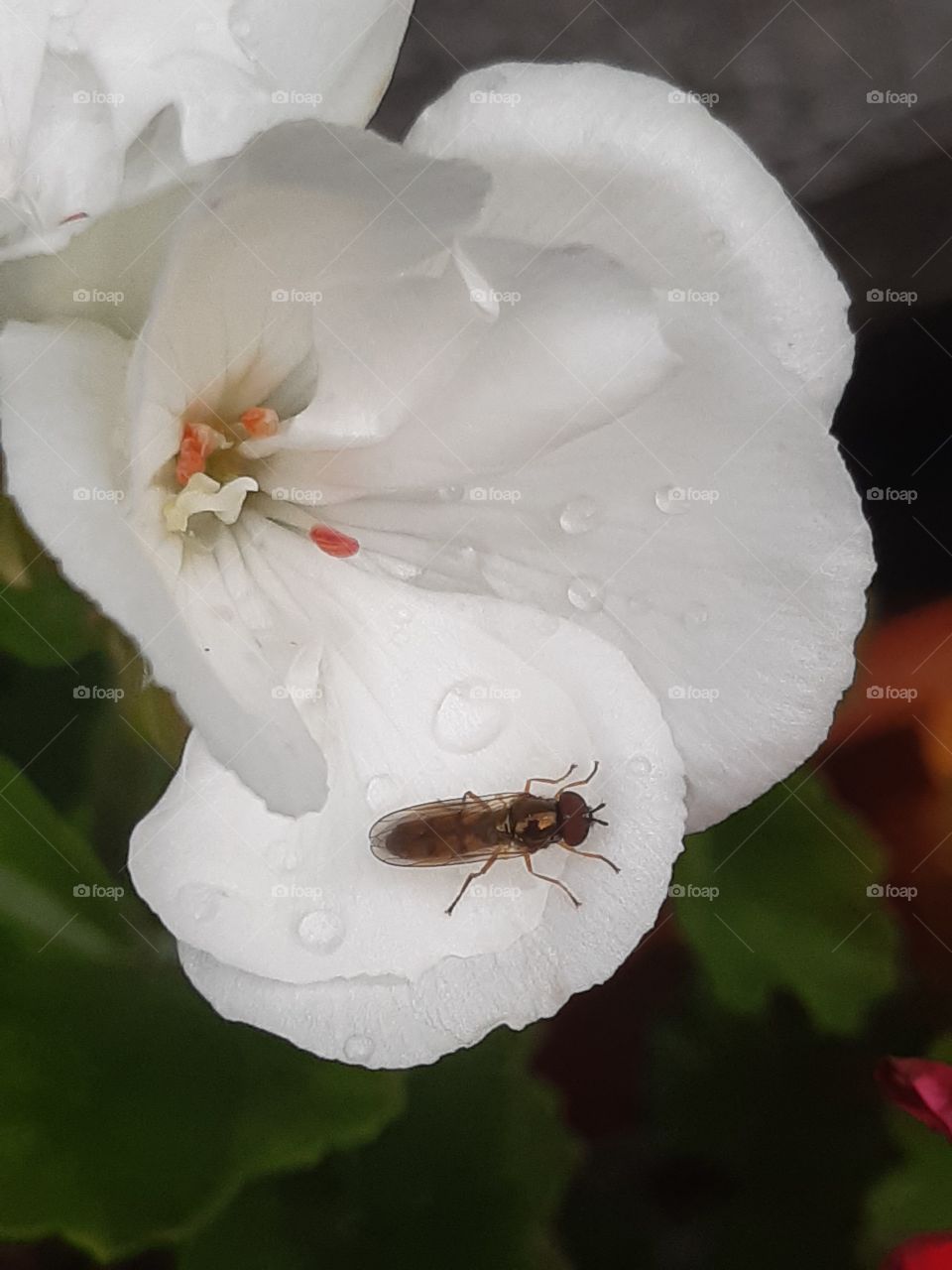 Melanostoma mellinum on a geranium
