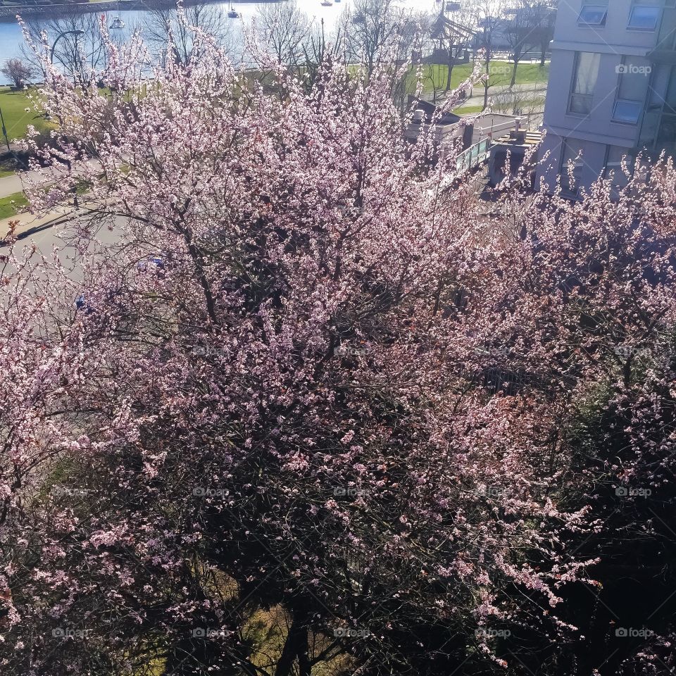 Cherry blossoms in Vancouver, British Columbia a sign spring is here 