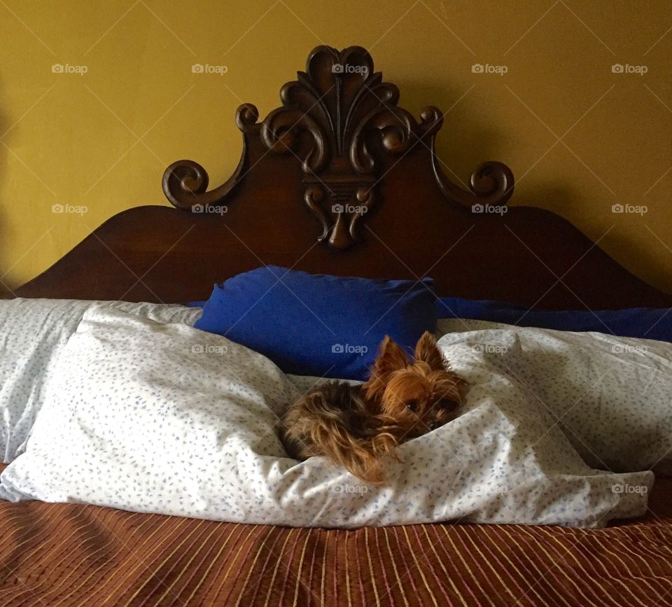 Yorkie bed 