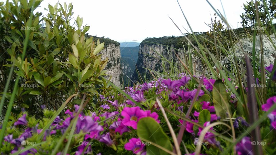 Flowers and canyons