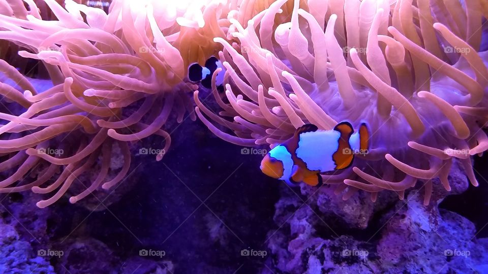 It's Nemo!