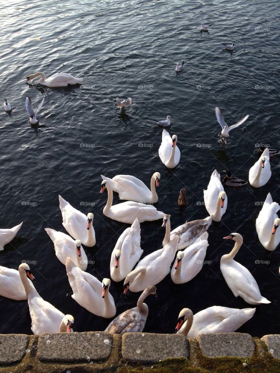 Kingston swans