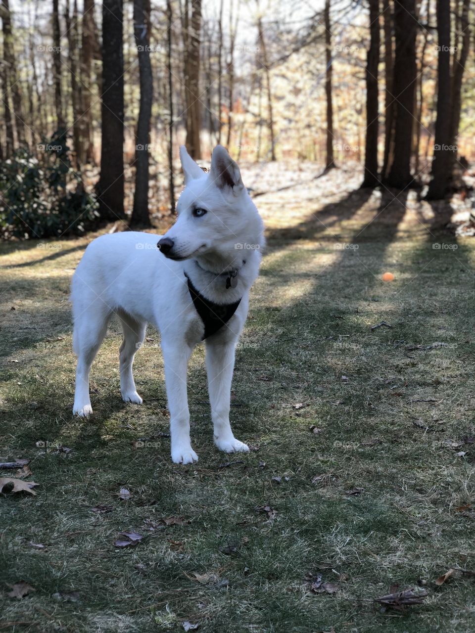 My husky puppy, Sasha, looks to the right, focusing on what’s got her attention