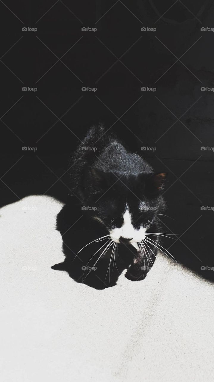 the black and white cat