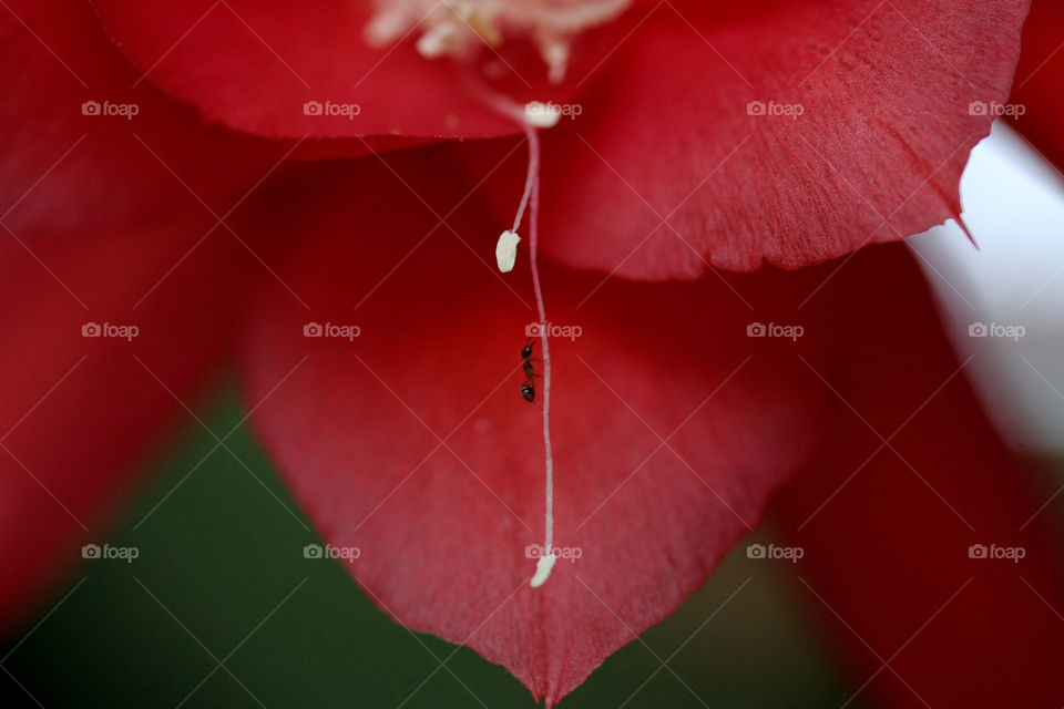 Ant climbing pollen of red flower