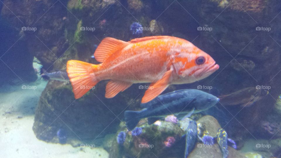 Orange fish underwater
