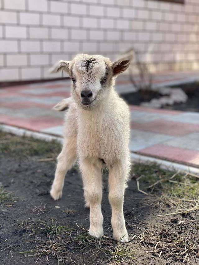Goat