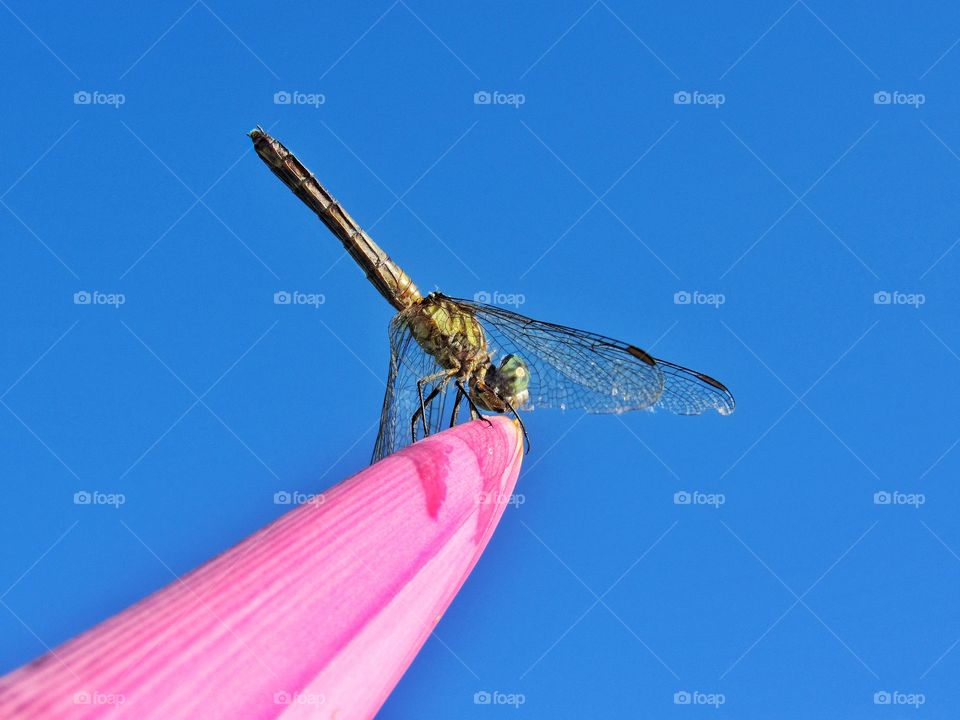 dragonfly perched on pink banana flower plant with blue sky background
