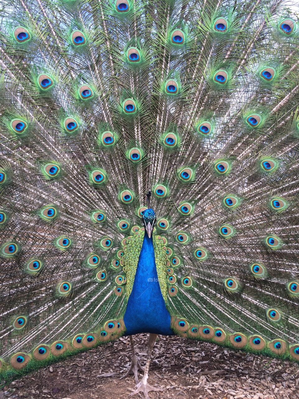 Peacock showing colorful feather