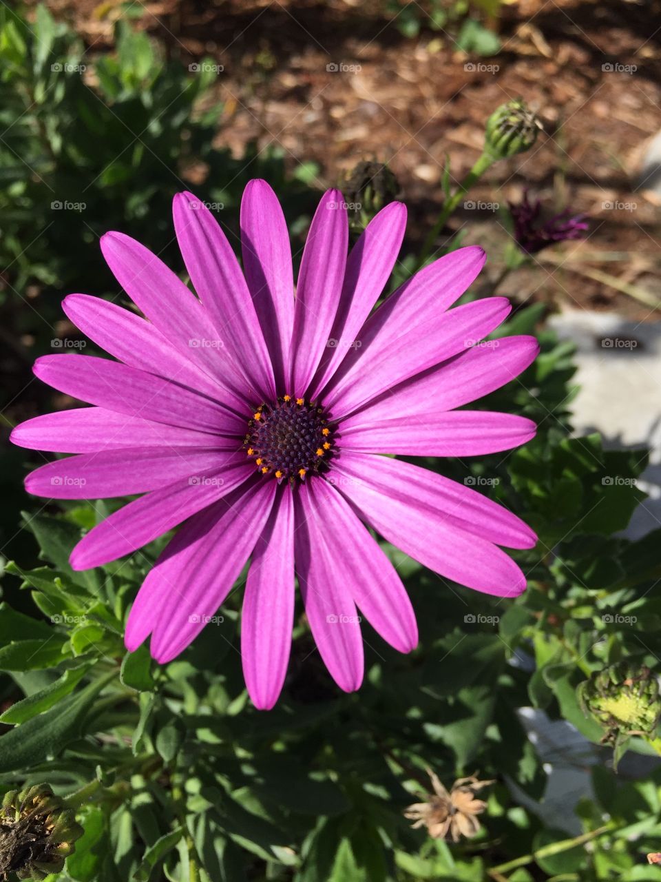 Pretty in purple