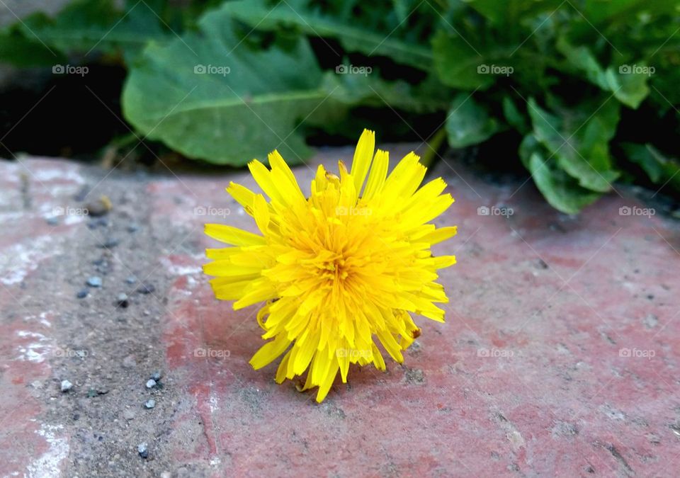 dandelion