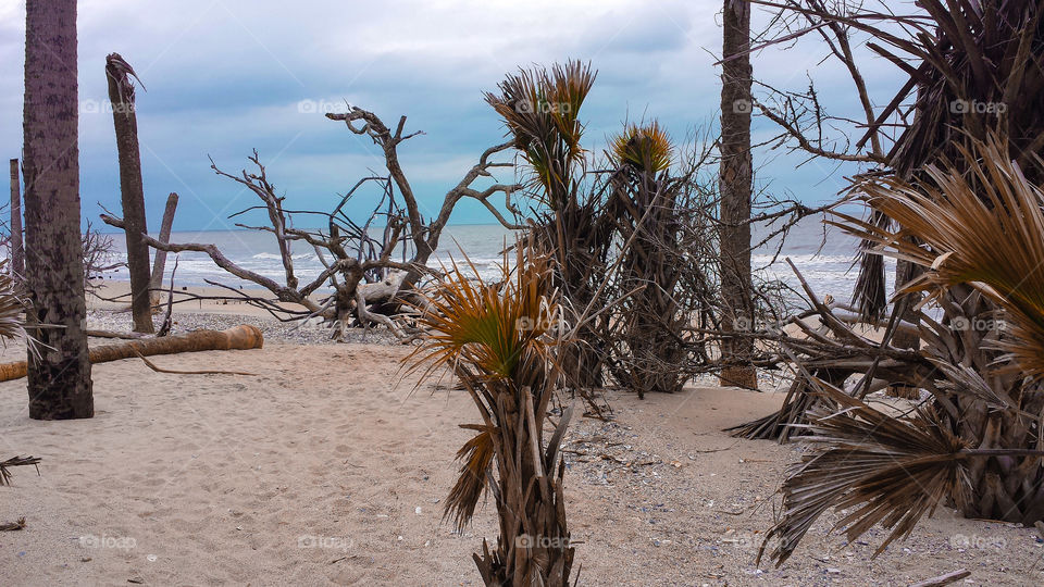 Botany Bay. The first view of Botany Bay beach from the trail through the salt marsh. 