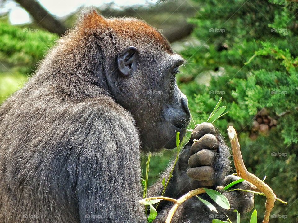 Gorilla Eating Green Leaves. Peaceful Gorilla Eating Green Tree Shoots
