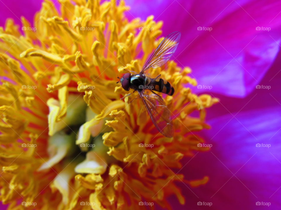 pollinating