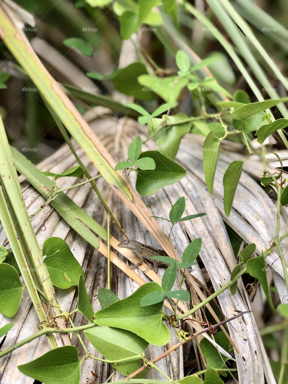 Brown anole lizard hiding among palm fronds and leafy vines