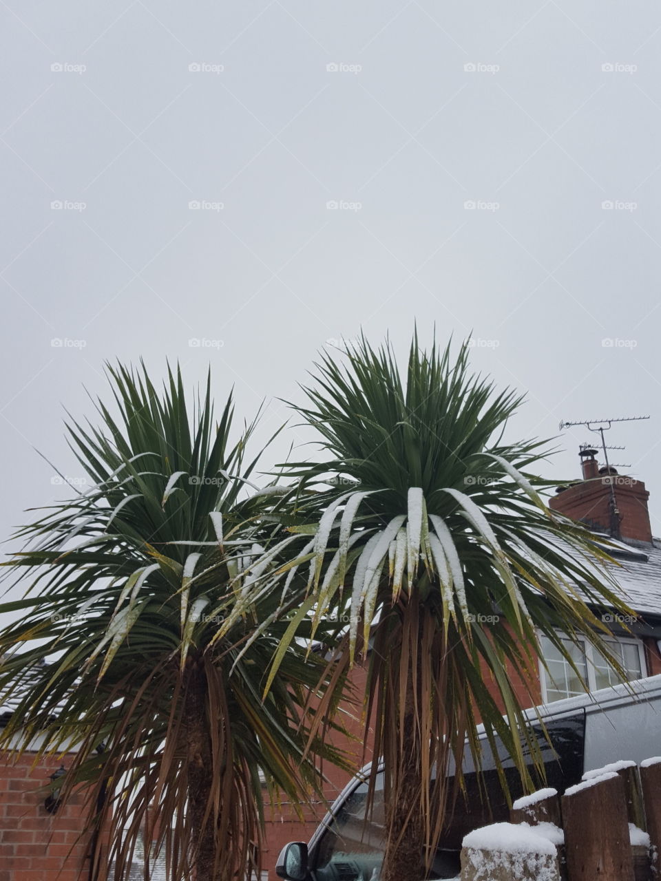 snow on plants