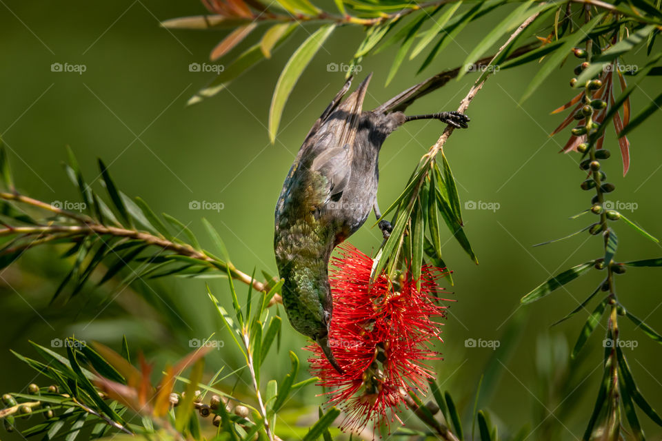 Loten’s Sunbird sucking nectar from a flower