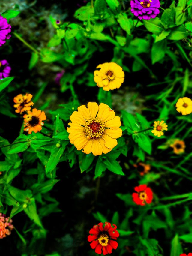 This zinnia flower looks very beautiful. There is a red circle in the middle of the flower.  And the yellow leaves look very beautiful.