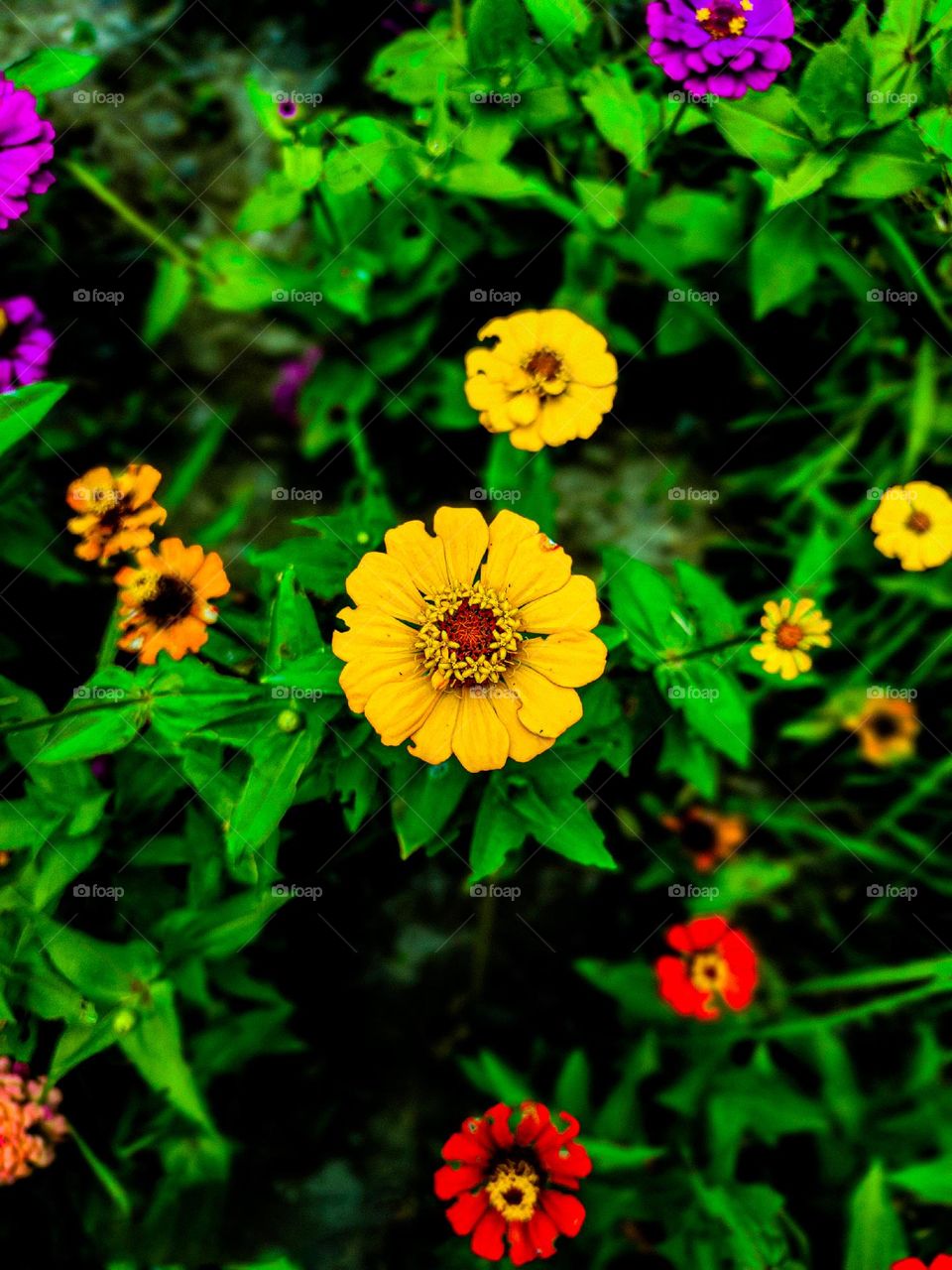 This zinnia flower looks very beautiful. There is a red circle in the middle of the flower.  And the yellow leaves look very beautiful.