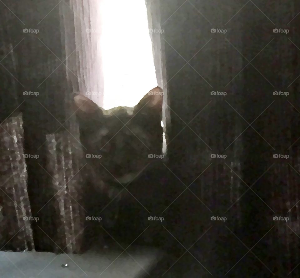 Cat In The Curtain 