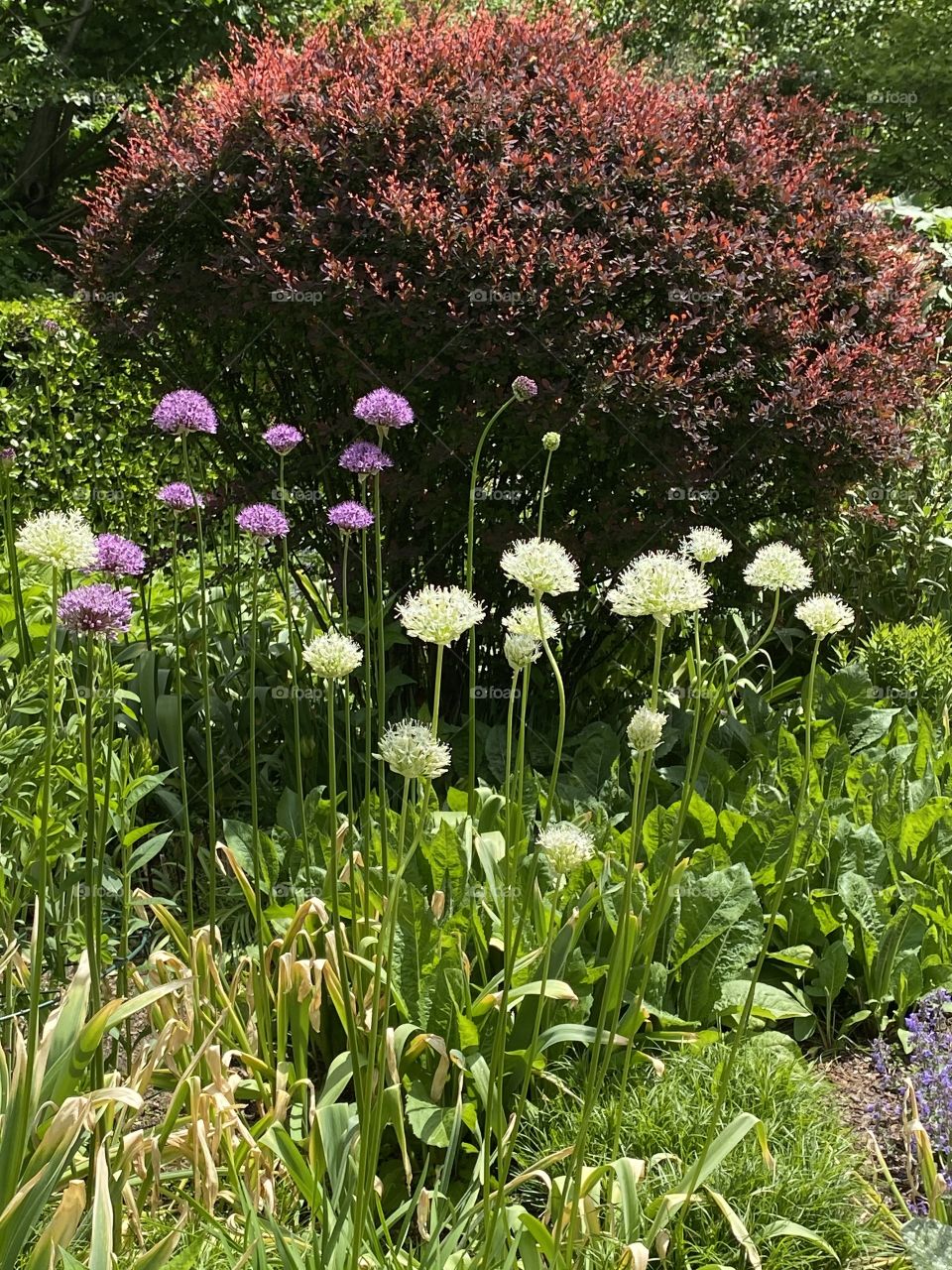 Allium in Central Park Conservatory Garden