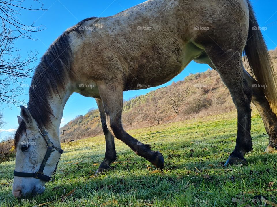 white horse eats grass in the ranch