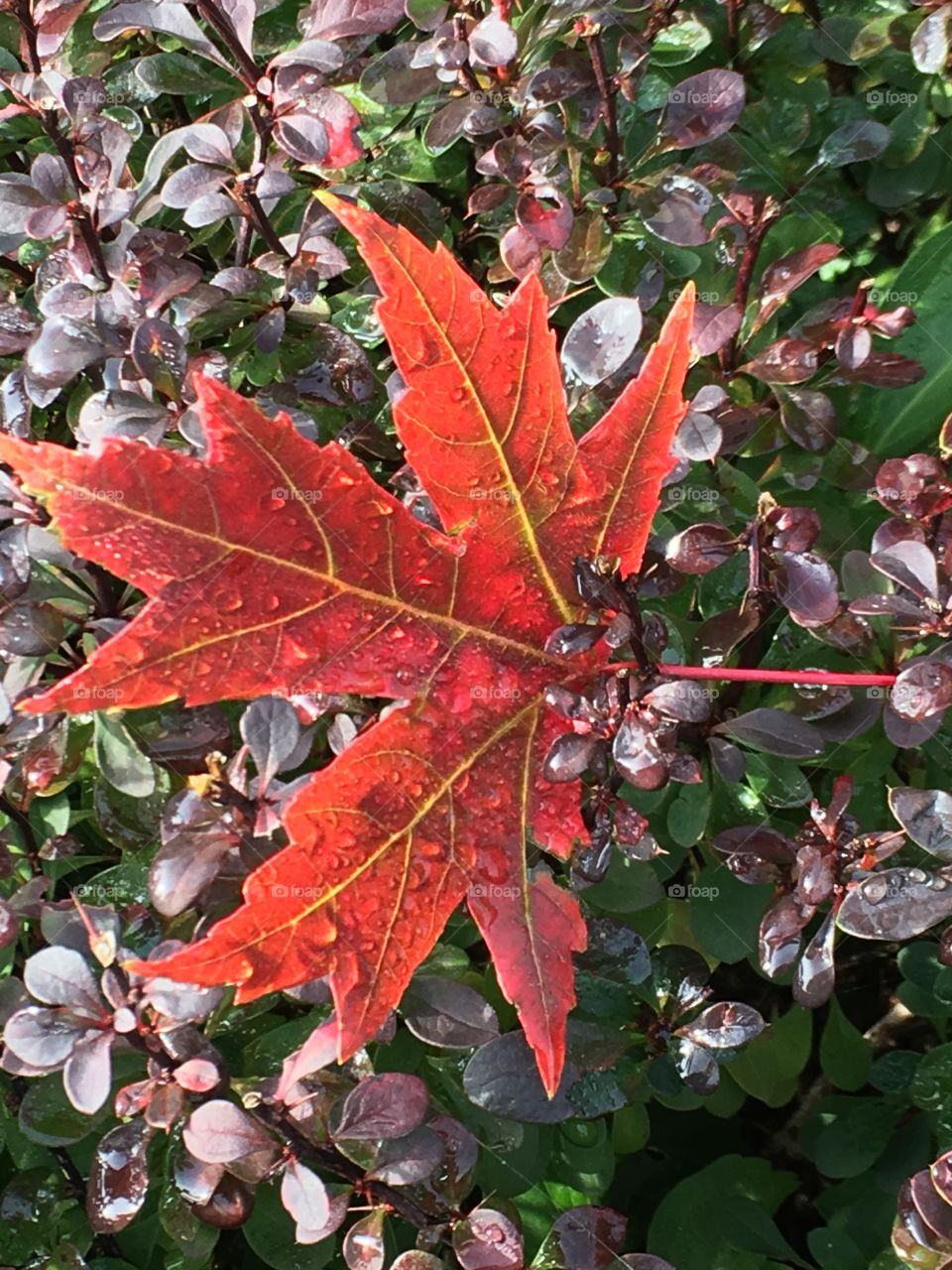 A red maple leaf