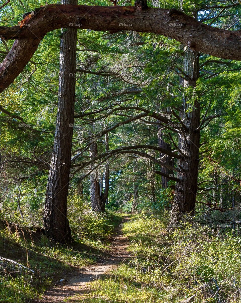 Magical forest includes shadowy trail with overhanging branches