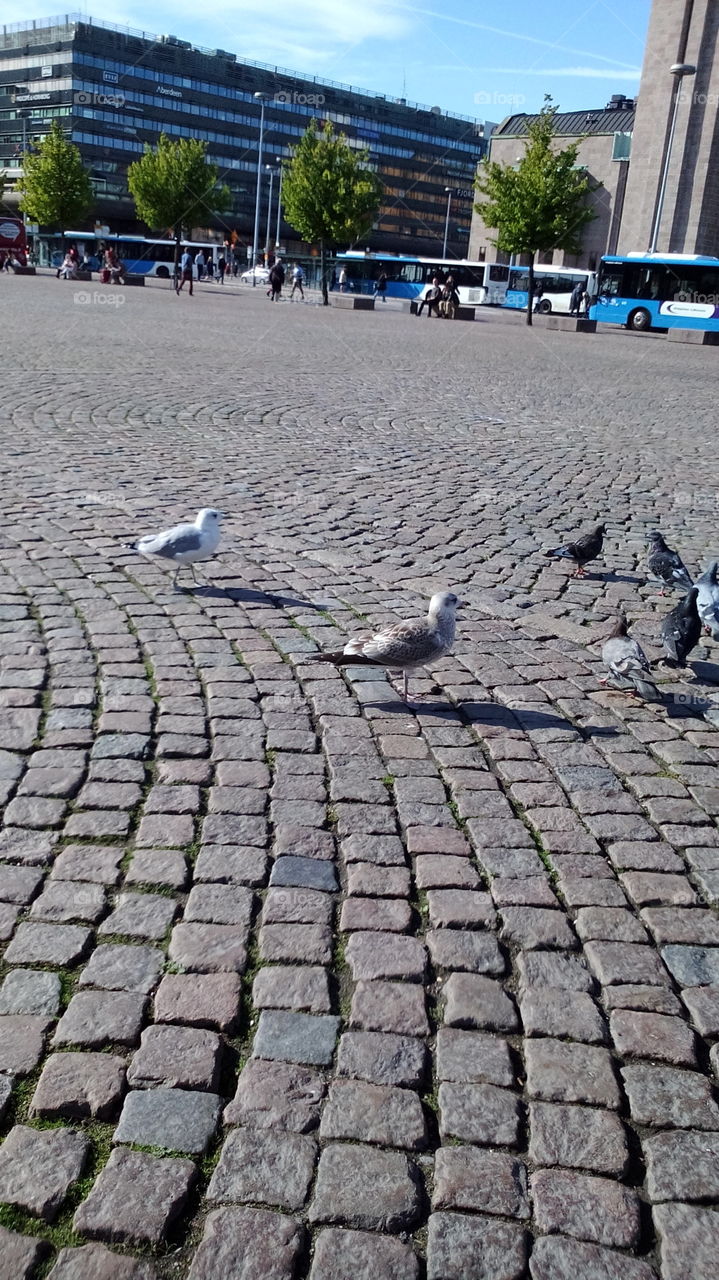 Birds in the square in Helsinki
