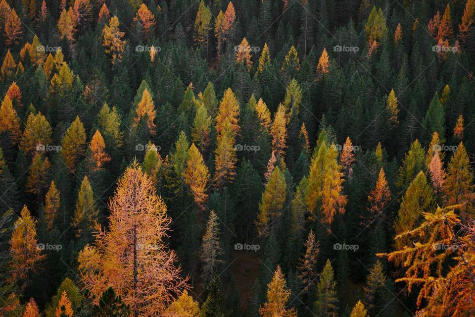 Beautiful maple forest scenery