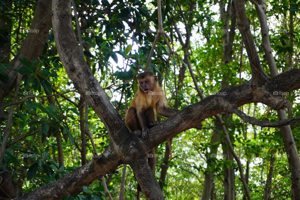 Little Monkey in Vassouras, Barreirinhas, Maranhão, Brazil