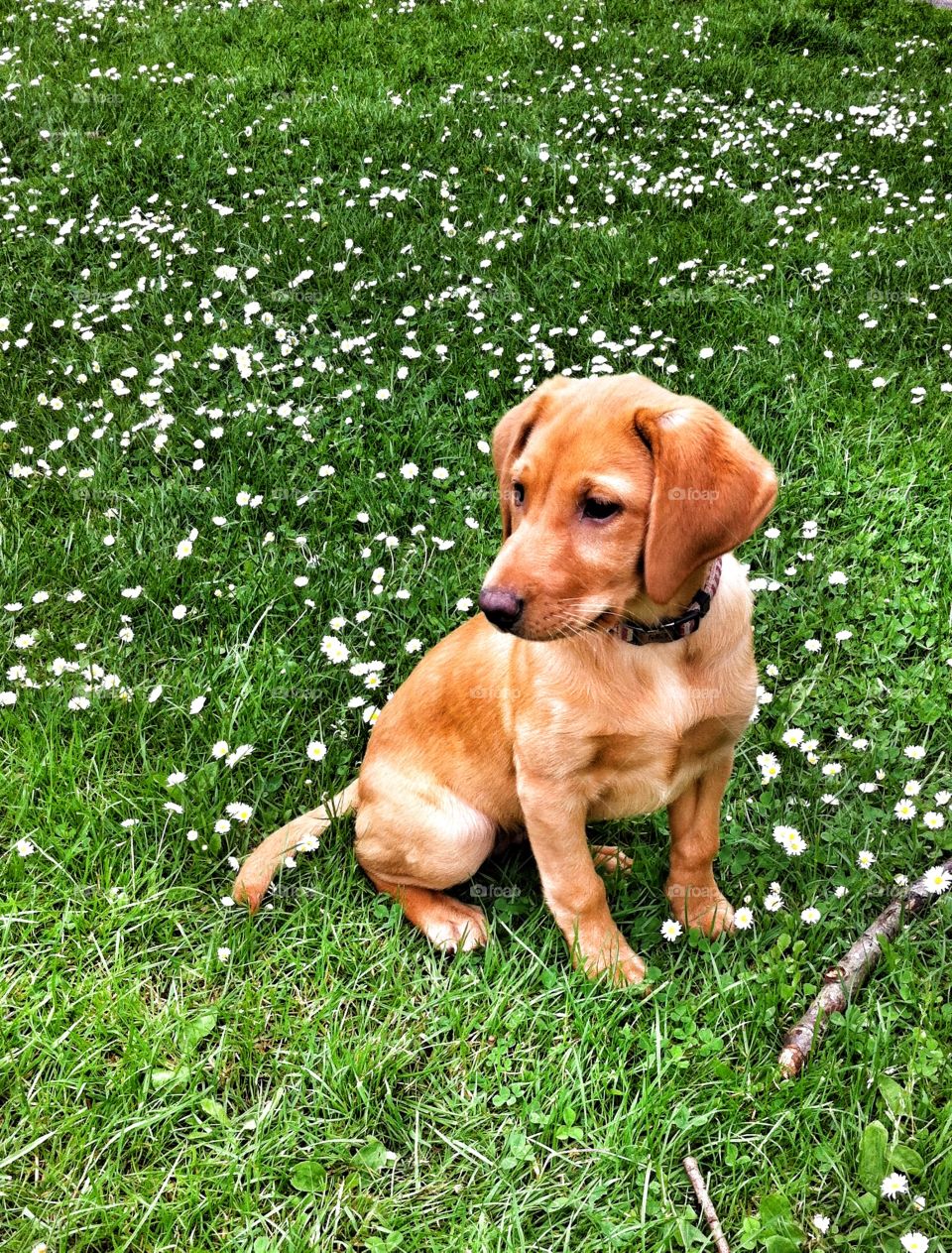 Puppy in a daisy. Fox red Labrador puppy in a field full of daisies