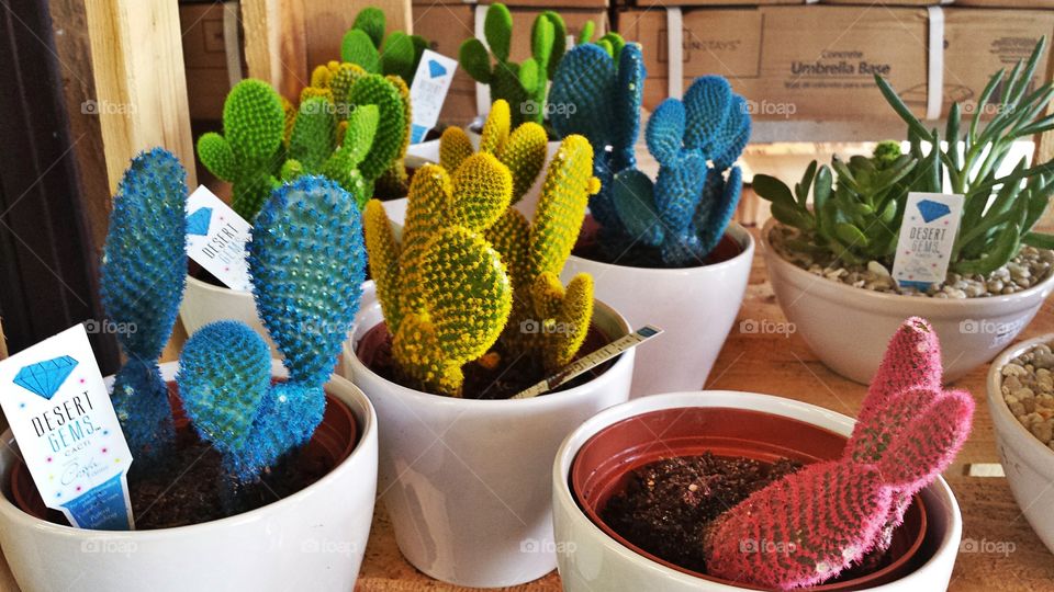 Desert Gem Cacti. Colorful Cacti