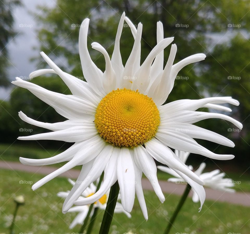 flower Frühling spring Blüte blume blühen weiß gelb
