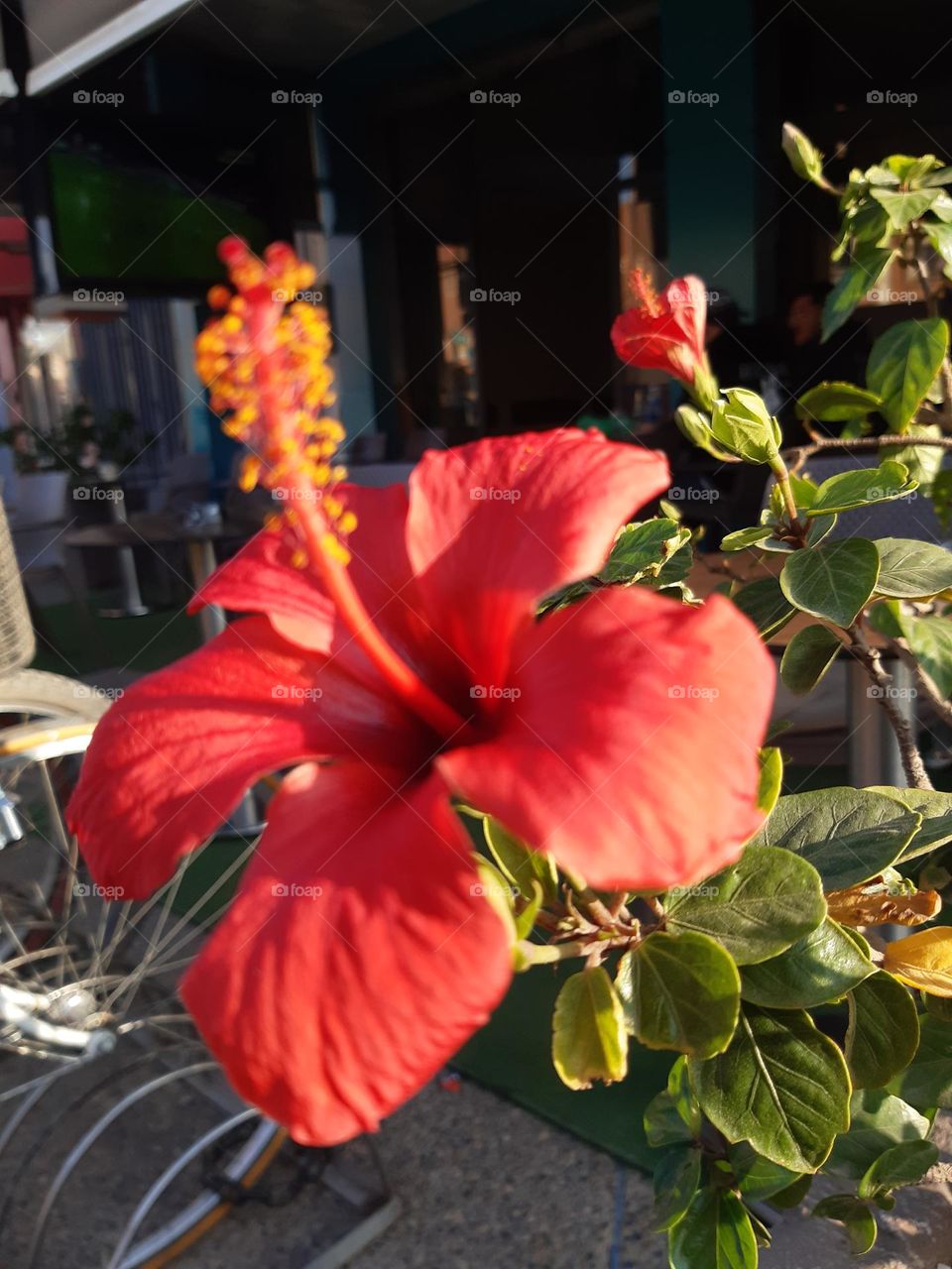 A vibrant red rose blooming under the bright sun in Casablanca on January 1, 2025. The petals glisten in the sunlight, capturing the warmth and beauty of the clear, sunny day, with a soft glow radiating around the flower.