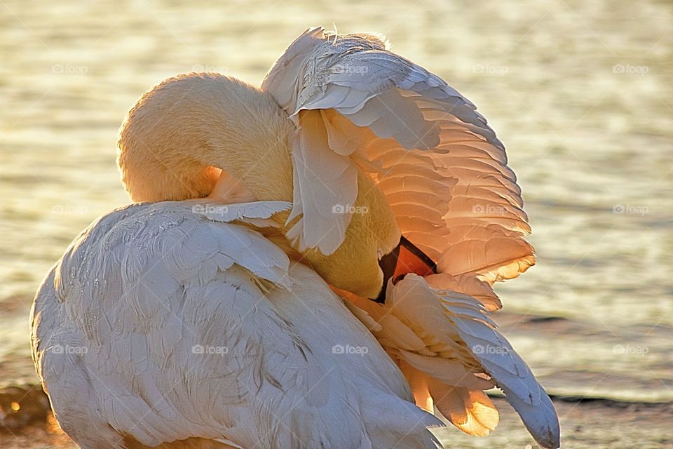 Bird, Nature, Water, Lake, Feather