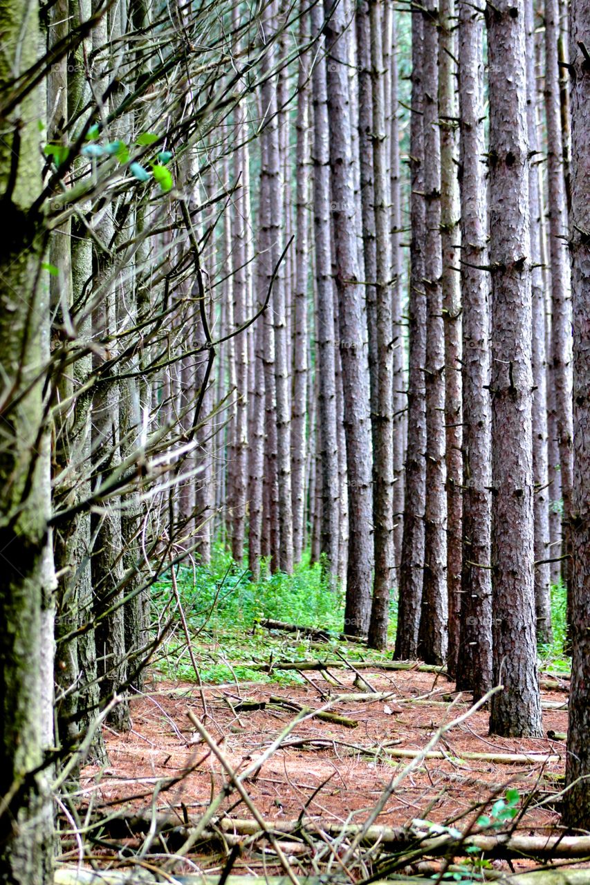 Forest. Pines. Woods.