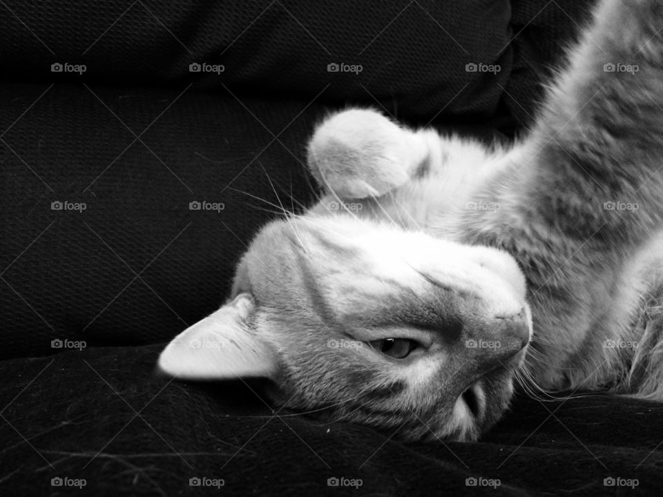 Cat, Sleep, Kitten, Portrait, One