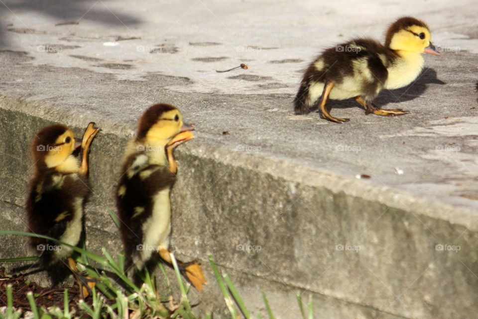 Ducklings try